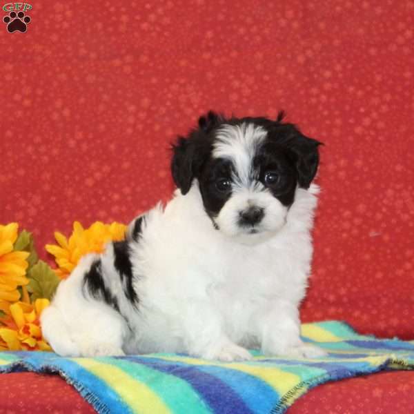 Rocky, Maltipoo Puppy